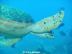 Just swimming along. by Mike Boehm 